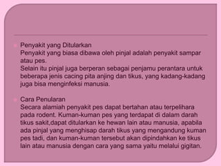  Penyakit yang Ditularkan
Penyakit yang biasa dibawa oleh pinjal adalah penyakit sampar
atau pes.
Selain itu pinjal juga berperan sebagai penjamu perantara untuk
beberapa jenis cacing pita anjing dan tikus, yang kadang-kadang
juga bisa menginfeksi manusia.
 Cara Penularan
Secara alamiah penyakit pes dapat bertahan atau terpelihara
pada rodent. Kuman-kuman pes yang terdapat di dalam darah
tikus sakit,dapat ditularkan ke hewan lain atau manusia, apabila
ada pinjal yang menghisap darah tikus yang mengandung kuman
pes tadi, dan kuman-kuman tersebut akan dipindahkan ke tikus
lain atau manusia dengan cara yang sama yaitu melalui gigitan.
 
