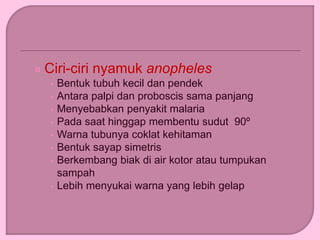 ¤ Ciri-ciri nyamuk anopheles
• Bentuk tubuh kecil dan pendek
• Antara palpi dan proboscis sama panjang
• Menyebabkan penyakit malaria
• Pada saat hinggap membentu sudut 90º
• Warna tubunya coklat kehitaman
• Bentuk sayap simetris
• Berkembang biak di air kotor atau tumpukan
sampah
• Lebih menyukai warna yang lebih gelap
 