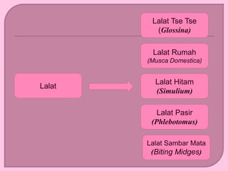 Lalat
Lalat Pasir
(Phlebotomus)
Lalat Hitam
(Simulium)
Lalat Rumah
(Musca Domestica)
Lalat Tse Tse
(Glossina)
Lalat Sambar Mata
(Biting Midges)
 