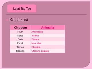 Kalsifikasi
Kingdom Animalia
Filum Arthropoda
Kelas Insekta
Ordo Diptera
Famili Muscidae
Genus Glossina
Species Glossina palpalis
 