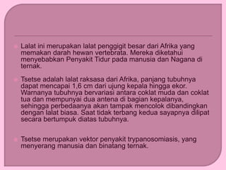  Lalat ini merupakan lalat penggigit besar dari Afrika yang
memakan darah hewan vertebrata. Mereka diketahui
menyebabkan Penyakit Tidur pada manusia dan Nagana di
ternak.
 Tsetse adalah lalat raksasa dari Afrika, panjang tubuhnya
dapat mencapai 1,6 cm dari ujung kepala hingga ekor.
Warnanya tubuhnya bervariasi antara coklat muda dan coklat
tua dan mempunyai dua antena di bagian kepalanya,
sehingga perbedaanya akan tampak mencolok dibandingkan
dengan lalat biasa. Saat tidak terbang kedua sayapnya dilipat
secara bertumpuk diatas tubuhnya.
 Tsetse merupakan vektor penyakit trypanosomiasis, yang
menyerang manusia dan binatang ternak.
 