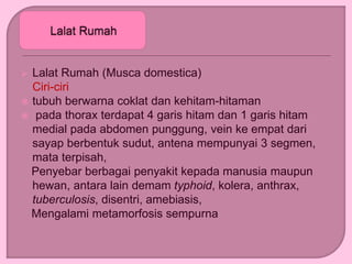  Lalat Rumah (Musca domestica)
Ciri-ciri
 tubuh berwarna coklat dan kehitam-hitaman
 pada thorax terdapat 4 garis hitam dan 1 garis hitam
medial pada abdomen punggung, vein ke empat dari
sayap berbentuk sudut, antena mempunyai 3 segmen,
mata terpisah,
Penyebar berbagai penyakit kepada manusia maupun
hewan, antara lain demam typhoid, kolera, anthrax,
tuberculosis, disentri, amebiasis,
Mengalami metamorfosis sempurna
 