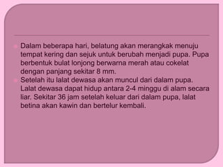  Dalam beberapa hari, belatung akan merangkak menuju
tempat kering dan sejuk untuk berubah menjadi pupa. Pupa
berbentuk bulat lonjong berwarna merah atau cokelat
dengan panjang sekitar 8 mm.
 Setelah itu lalat dewasa akan muncul dari dalam pupa.
Lalat dewasa dapat hidup antara 2-4 minggu di alam secara
liar. Sekitar 36 jam setelah keluar dari dalam pupa, lalat
betina akan kawin dan bertelur kembali.
 