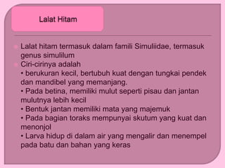  Lalat hitam termasuk dalam famili Simuliidae, termasuk
genus simulilum
 Ciri-cirinya adalah
• berukuran kecil, bertubuh kuat dengan tungkai pendek
dan mandibel yang memanjang.
• Pada betina, memiliki mulut seperti pisau dan jantan
mulutnya lebih kecil
• Bentuk jantan memiliki mata yang majemuk
• Pada bagian toraks mempunyai skutum yang kuat dan
menonjol
• Larva hidup di dalam air yang mengalir dan menempel
pada batu dan bahan yang keras
 