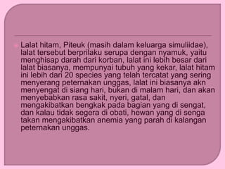  Lalat hitam, Piteuk (masih dalam keluarga simuliidae),
lalat tersebut berprilaku serupa dengan nyamuk, yaitu
menghisap darah dari korban, lalat ini lebih besar dari
lalat biasanya, mempunyai tubuh yang kekar, lalat hitam
ini lebih dari 20 species yang telah tercatat yang sering
menyerang peternakan unggas, lalat ini biasanya akn
menyengat di siang hari, bukan di malam hari, dan akan
menyebabkan rasa sakit, nyeri, gatal, dan
mengakibatkan bengkak pada bagian yang di sengat,
dan kalau tidak segera di obati, hewan yang di senga
takan mengakibatkan anemia yang parah di kalangan
peternakan unggas.
 
