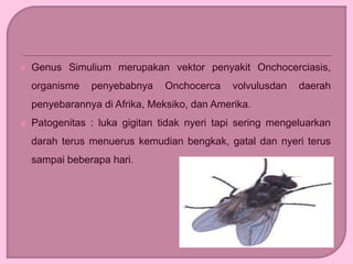  Genus Simulium merupakan vektor penyakit Onchocerciasis,
organisme penyebabnya Onchocerca volvulusdan daerah
penyebarannya di Afrika, Meksiko, dan Amerika.
 Patogenitas : luka gigitan tidak nyeri tapi sering mengeluarkan
darah terus menuerus kemudian bengkak, gatal dan nyeri terus
sampai beberapa hari.
 