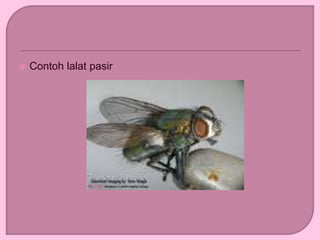  Contoh lalat pasir
 