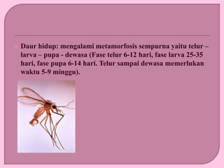  Daur hidup: mengalami metamorfosis sempurna yaitu telur –
larva – pupa - dewasa (Fase telur 6-12 hari, fase larva 25-35
hari, fase pupa 6-14 hari. Telur sampai dewasa memerlukan
waktu 5-9 minggu).
 