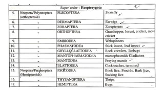 insectaclassification and orders of important insects | PPTX