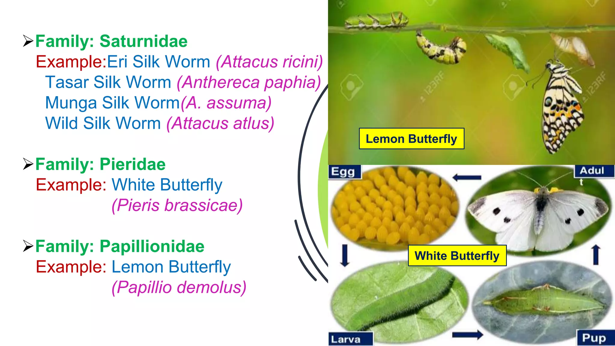 Order: Insecta Classification | PPTX