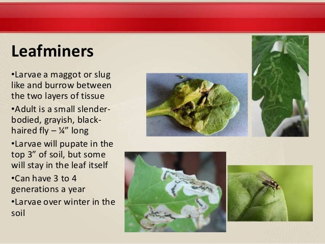Grow Your Own Nevada Spring 13 Insects Other Garden Pests Grow Your Own Nevada Spring 13 Insects Other Garden Pests