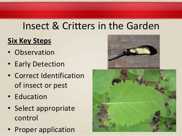 Grow Your Own Nevada Spring 2013 Insects Other Garden Pests