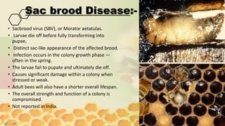 insect and non insect pest and disease of honeybees.pptx