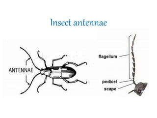Insect antennae
 