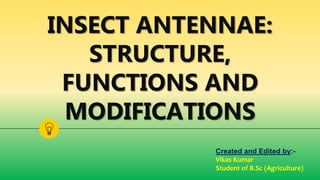 INSECT ANTENNAE:
STRUCTURE,
FUNCTIONS AND
MODIFICATIONS
Created and Edited by:-
Vikas Kumar
Student of B.Sc (Agriculture)
 