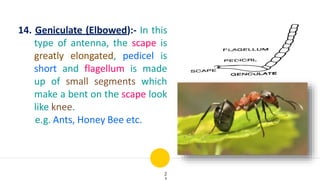 14. Geniculate (Elbowed):- In this
type of antenna, the scape is
greatly elongated, pedicel is
short and flagellum is made
up of small segments which
make a bent on the scape look
like knee.
e.g. Ants, Honey Bee etc.
2
 
