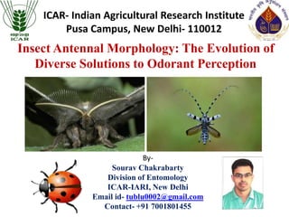 ICAR- Indian Agricultural Research Institute
Pusa Campus, New Delhi- 110012
By-
Sourav Chakrabarty
Division of Entomology
ICAR-IARI, New Delhi
Email id- tublu0002@gmail.com
Contact- +91 7001801455
Insect Antennal Morphology: The Evolution of
Diverse Solutions to Odorant Perception
 