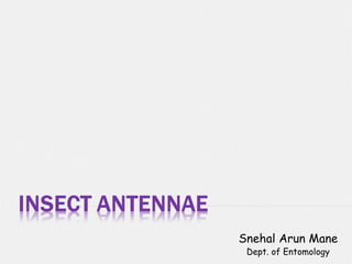 Snehal Arun Mane
Dept. of Entomology
 