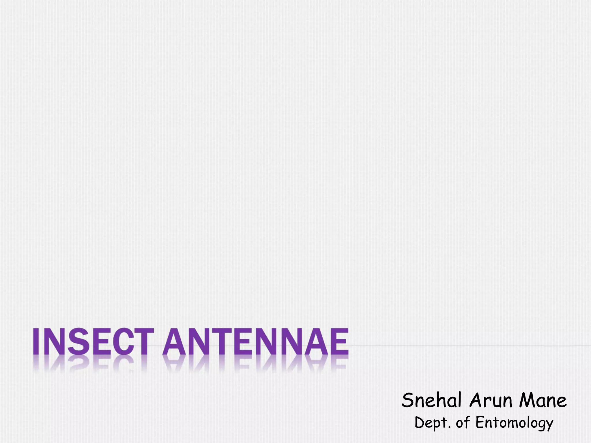 Insect antennae PPT