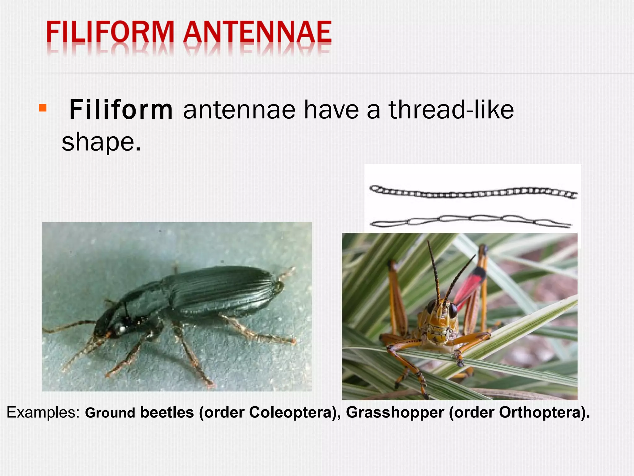 Insect antennae PPT