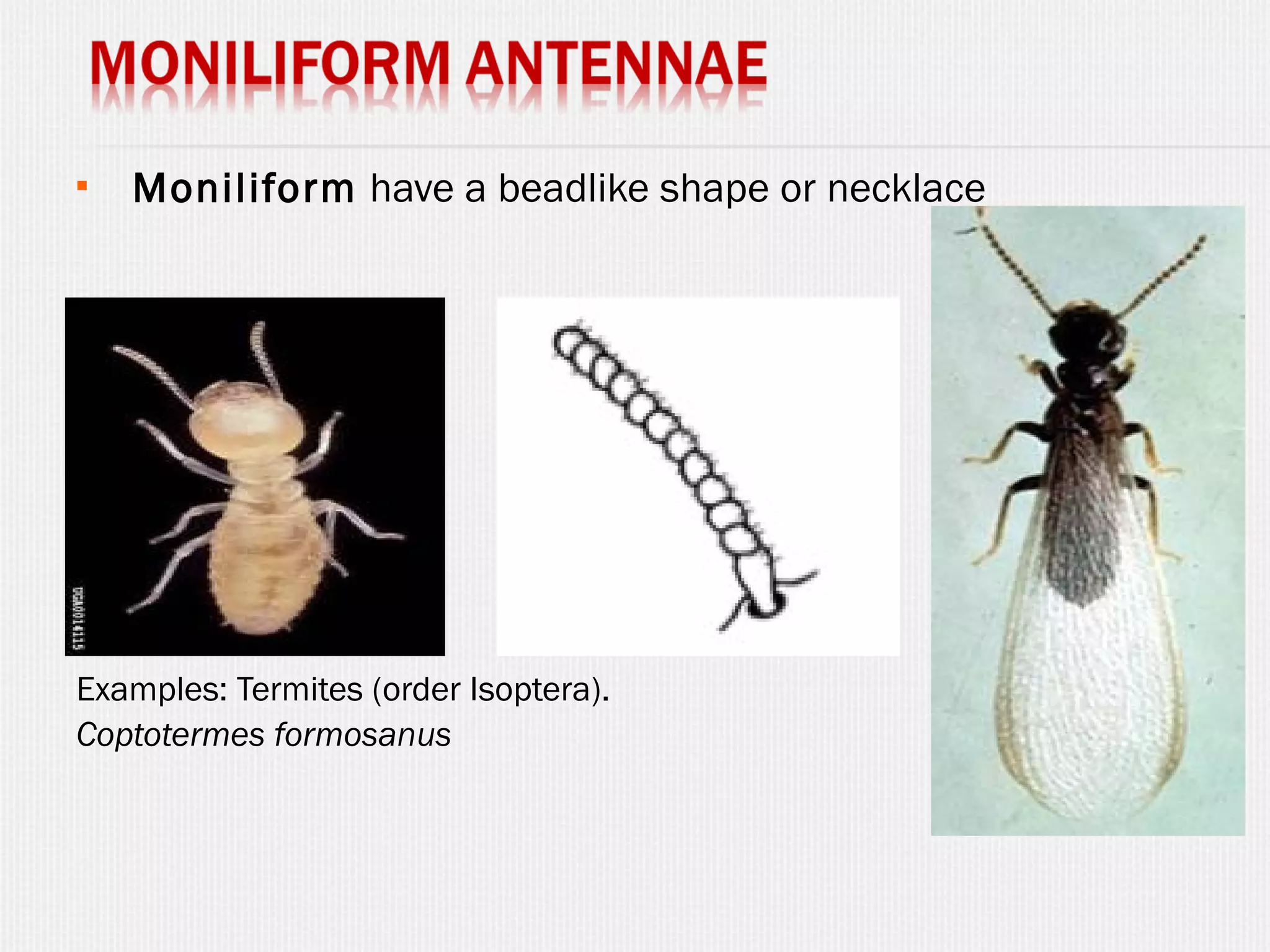 Insect antennae PPT
