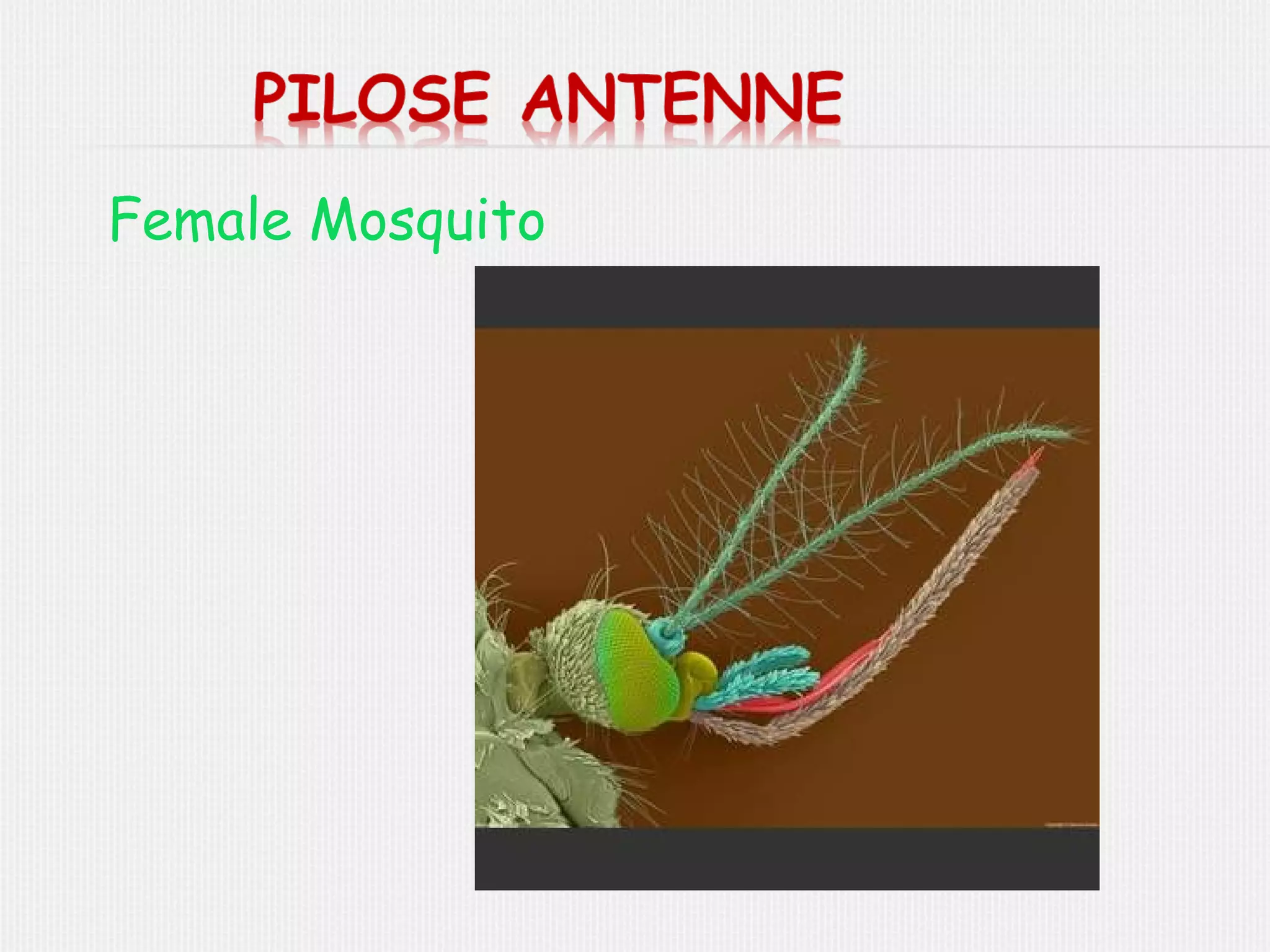 Insect antennae PPT