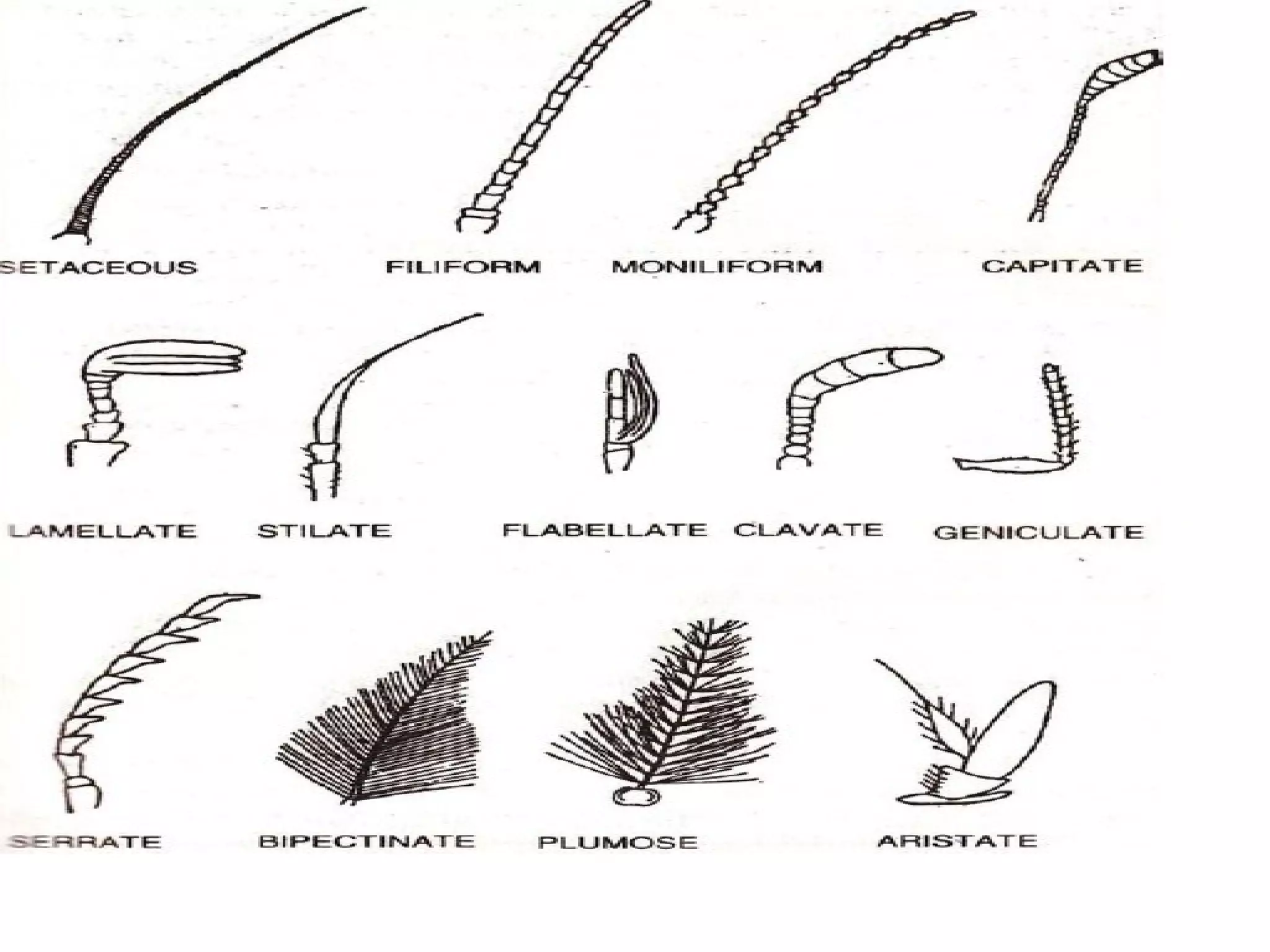 The Incredible Senses Of Crabs: All About Their Antennae! - qnwed2g