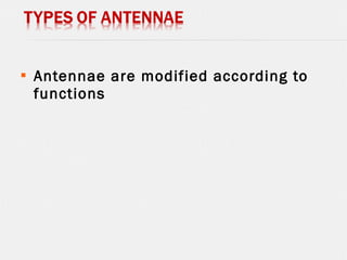 Antennae are modified according to
functions
 