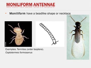 
 Moniliform have a beadlike shape or necklace
Examples: Termites (order Isoptera).
Coptotermes formosanus
 