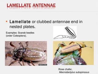  Lamellate or clubbed antennae end in
nested plates.
 
Examples: Scarab beetles
(order Coleoptera).
Rose chafer,
Macrodactylus subspinosus
 