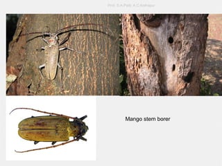  M
Prof. S.A.Patil, A.C.Kolhapur
Mango stem borer
 