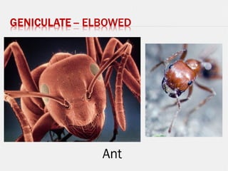 Ant
 