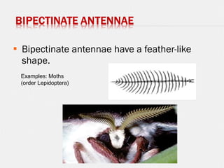  Bipectinate antennae have a feather-like
shape.
Examples: Moths
(order Lepidoptera)
 