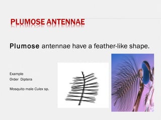 Plumose antennae have a feather-like shape.
Example
Order Diptera
Mosquito male Culex sp.
 