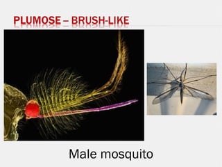 Male mosquito
 