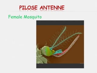 Female Mosquito
 