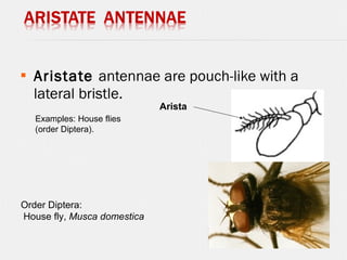  Aristate antennae are pouch-like with a
lateral bristle.
Examples: House flies
(order Diptera).
Arista
Order Diptera:
House fly, Musca domestica
 