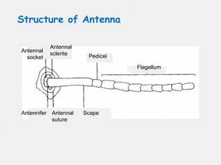Antennal
suture
Antennifer
Pedicel
Scape
Flagellum
Antennal
socket
Antennal
sclerite
Structure of Antenna
 