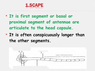 
It is first segment or basal or
proximal segment of antennae are
articulate to the head capsule.

It is often conspicuously longer than
the other segments.
 