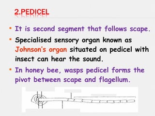 
It is second segment that follows scape.

Specialised sensory organ known as
Johnson’s organ situated on pedicel with
insect can hear the sound.

In honey bee, wasps pedicel forms the
pivot between scape and flagellum.
 