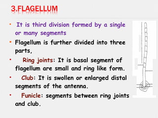 
It is third division formed by a single
or many segments

Flagellum is further divided into three
parts,
 Ring joints: It is basal segment of
flagellum are small and ring like form.
 Club: It is swollen or enlarged distal
segments of the antenna.
 Funicle: segments between ring joints
and club.
 
