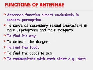  Antennae function almost exclusively in
sensory perception.
 To serve as secondary sexual characters in
male Lepidoptera and male mosquito.
 To find it’s way.
 To detect the danger.
 To find the food.
 To find the opposite sex.
 To communicate with each other e.g. Ants.
 