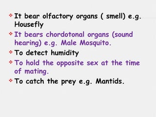  It bear olfactory organs ( smell) e.g.
Housefly
 It bears chordotonal organs (sound
hearing) e.g. Male Mosquito.
 To detect humidity
 To hold the opposite sex at the time
of mating.
 To catch the prey e.g. Mantids.
 