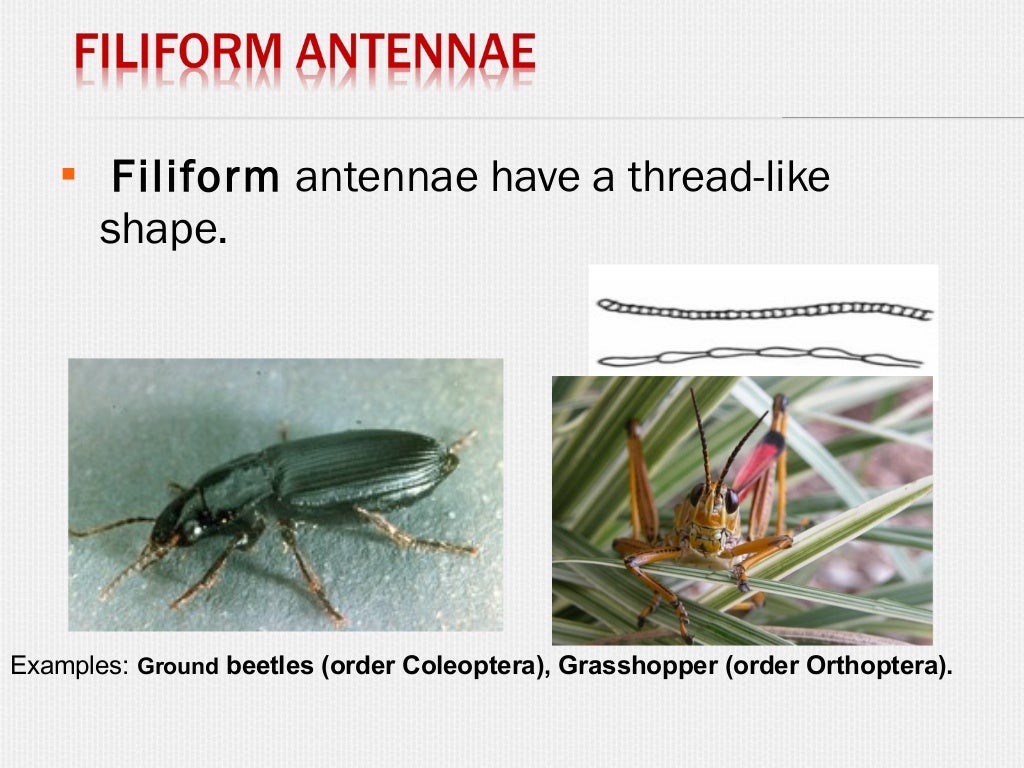 Insect antennae