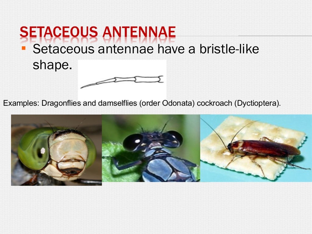 Insect antennae