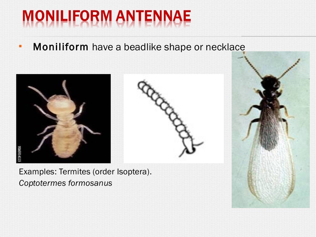 Insect Antennae insect-antennae