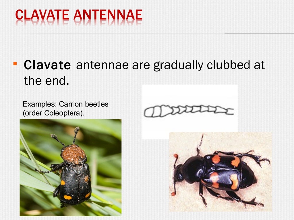 Insect antennae