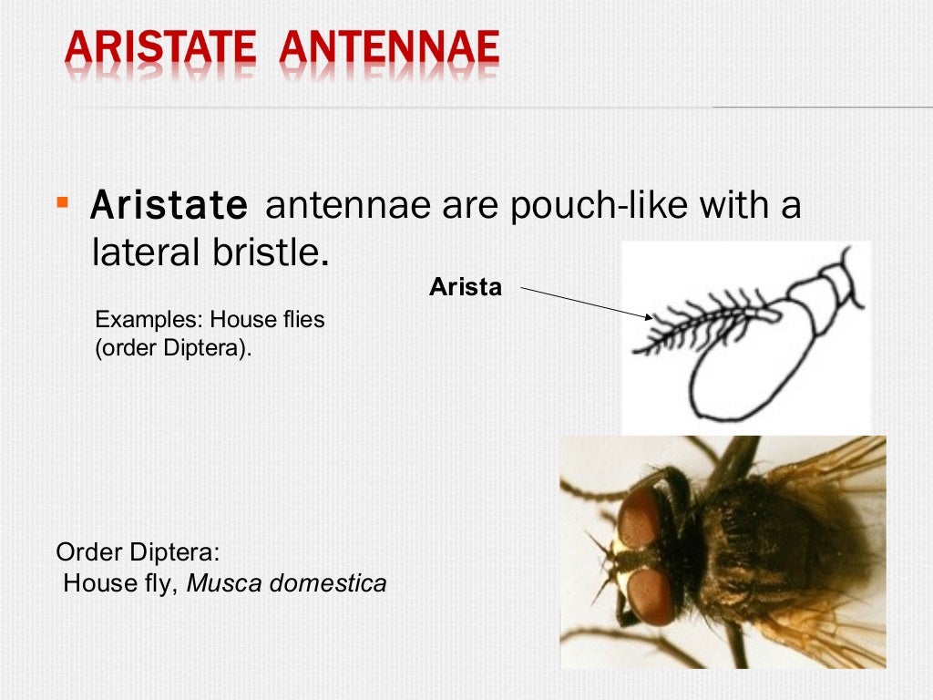 insect-antennae