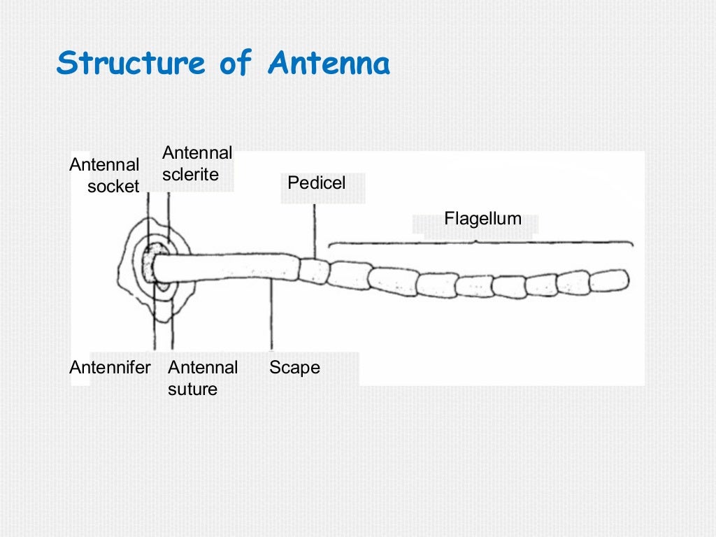 Insect antennae