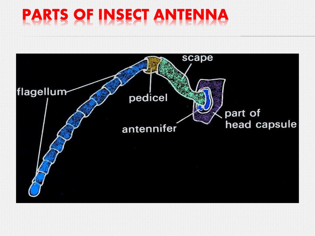 Insect antennae
